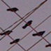 birds on a wire